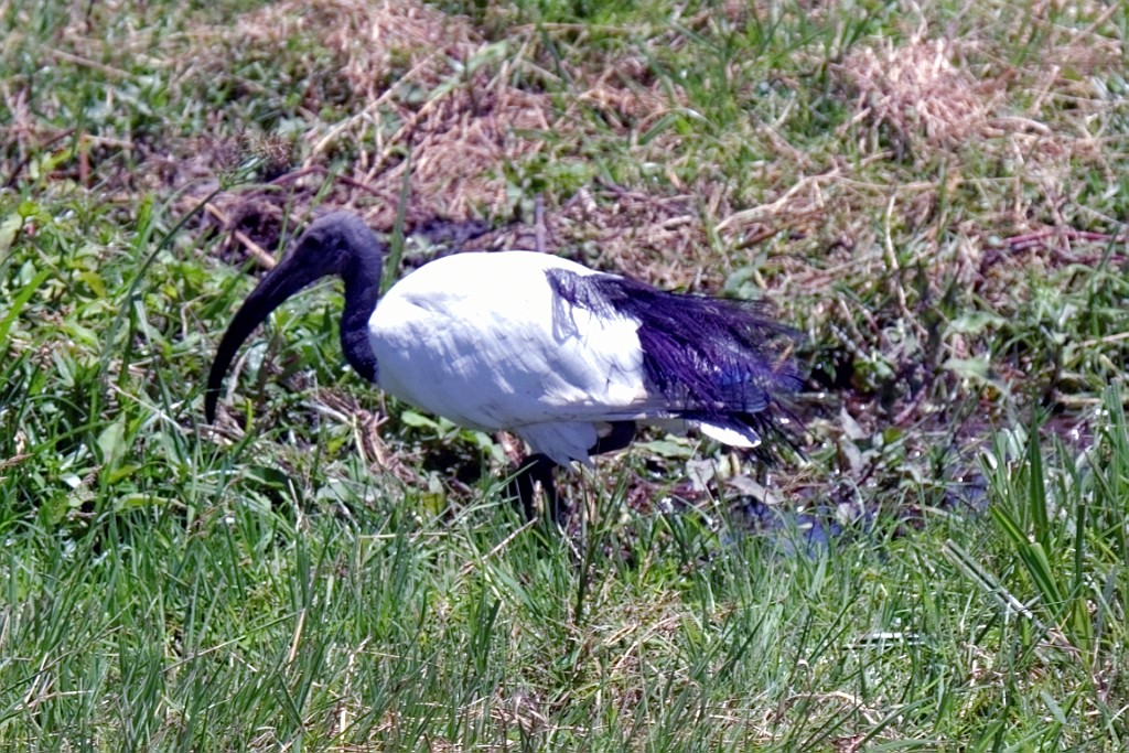 Kenia (208).jpg